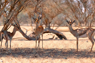Three Arabian Gazelles gathered around to have a chat.