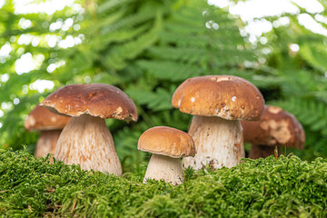 edible mushrooms - Boletus edulis in forest