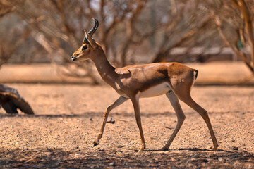 An adult Arabian Gazelle is walking under the hot sun