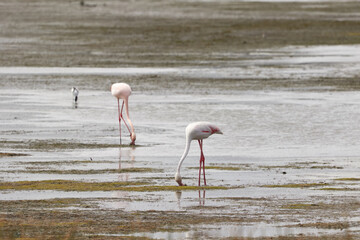 Two flamingoes walking through the water