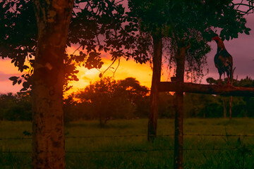 Roosters watching the last rays of the sun on a rainy day in Panama. Image taken just before full...