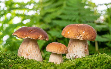 edible mushrooms - Boletus edulis in forest