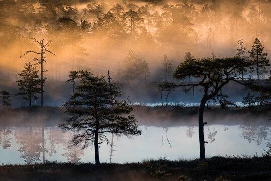 Morning light in bog with pockets of mist