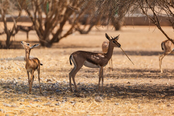 Two Arabian Gazelles play with a stick