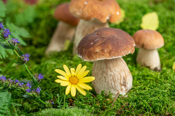edible mushrooms - Boletus edulis in forest