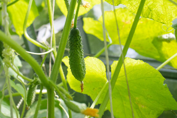 cucumber on a branch in the greenhouse