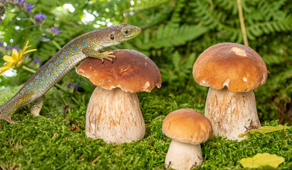 cute lizard in forest still life with mushrooms