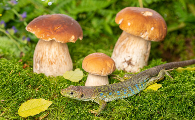cute lizard in forest still life with mushrooms