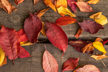 Naklejka na ściany i meble Fallen autumn leaves, red and yellow on an old wooden board. Colored, bright background. Autumn season.