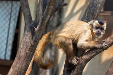 nail-monkey in a tree