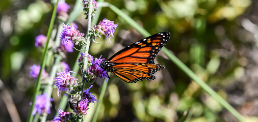 butterfly on the flower in summer