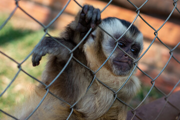 sad nail-monkey thinking about life