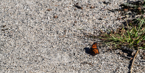 butterfly on the ground in summer