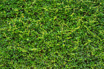 Beautiful green leaves wall of rural country house seamless background wallpaper and texture.