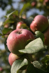 red apple on a tree branch