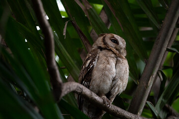 Collared Scops Owls