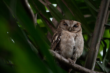 Collared Scops Owls
