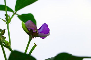 Organic pinto bean flowers in the garden,selective focus,selective focus on subject.