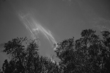 Storm clouds over the forest / black and white - Monte Pedroso, Santiago de Compostela, Spain