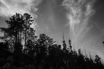 Storm clouds over the forest / black and white - Monte Pedroso, Santiago de Compostela, Spain