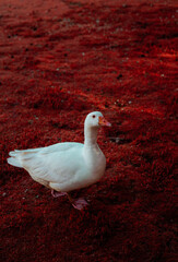 White duck in the park with red background - Santiago de Compostela, Spain