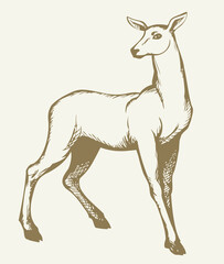 Beautiful female deer. Vector drawing