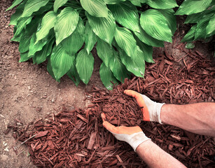 Closeup man wearing gardening gloves spreading brown bark mulch around hosta plant in garden, hostas, landscaping, decorative, shade plant, planting, close-up, yard, lawn, moisture