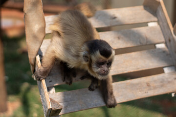 nail-monkey in a swing