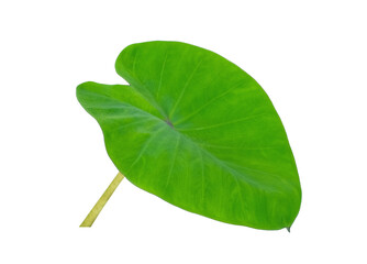 green leaf, taro leaf isolated on white background