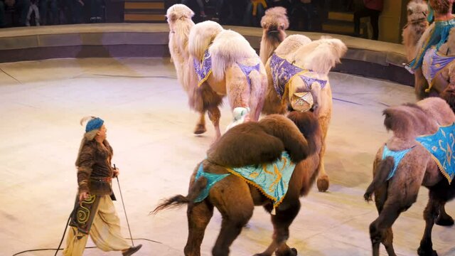Performing camels at the Circus show