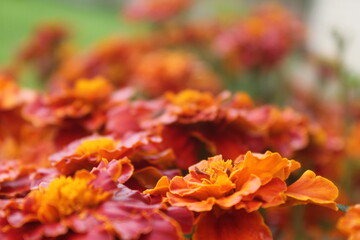 Few little orange flowers (large)