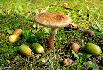 Parasol fungus, parasolzwam