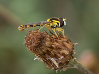 Macro fotografía de un sirfido ( Syrphidae ) posando sobre una flor seca