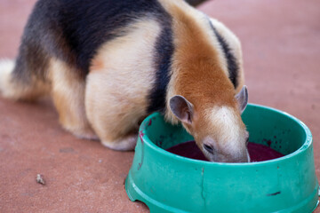 Adorable collared anteater eating