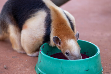 Adorable collared anteater eating