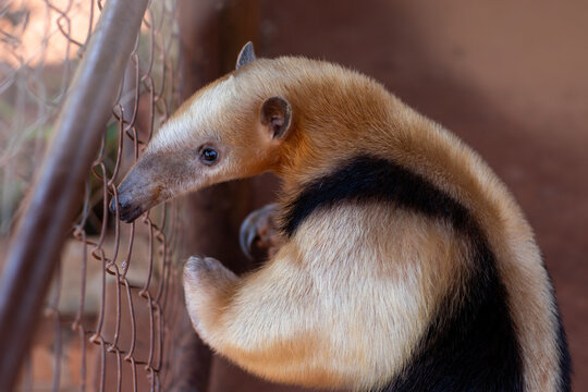 Cutest Southern Tamandua