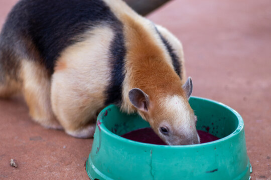 Adorable Collared Anteater Eating