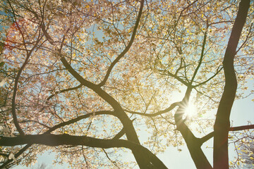 Close-up of a blossoming magnolia tree in spring in the forest.