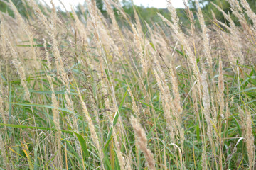Autumn dry plants in the field. Natural light.  