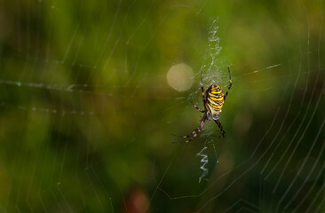 Black and yellow garden spider on web.