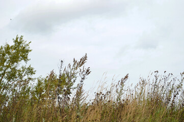 Autumn dry plants in the field against grey cloudy sky before the rain. Natural light.  