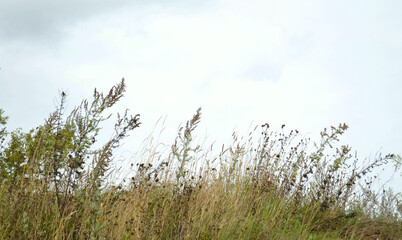 Autumn dry plants in the field against grey cloudy sky before the rain. Natural light.  