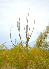 Autumn landscape with a dried-up tree in grey day before the rain. Vertical view. 