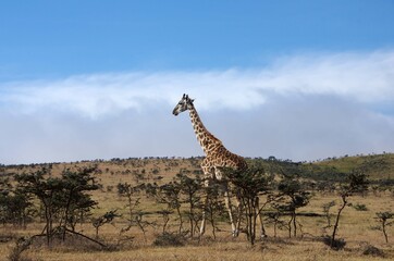Giraffe in the Serengeti park in Tanzania