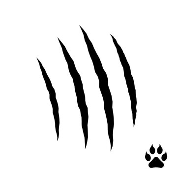 Vector claws scratches: cat, tiger, lion and bear, isolated on white background. Claws animal, vector illustration.