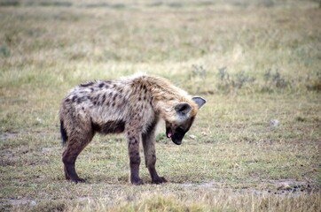Hyena in the Serengeti park in Tanzania