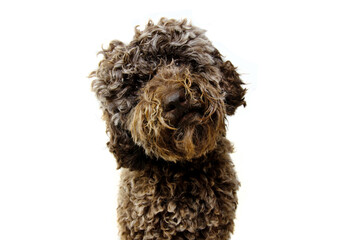 Portrait furry puppy poodle dog tilting head sideaways, Isolated on white background.