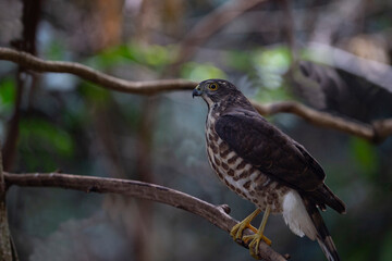 Crested goshawk