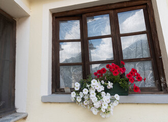 Mountain house window with red and white violets