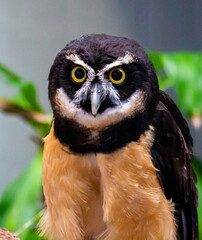 Spectacled owl staring